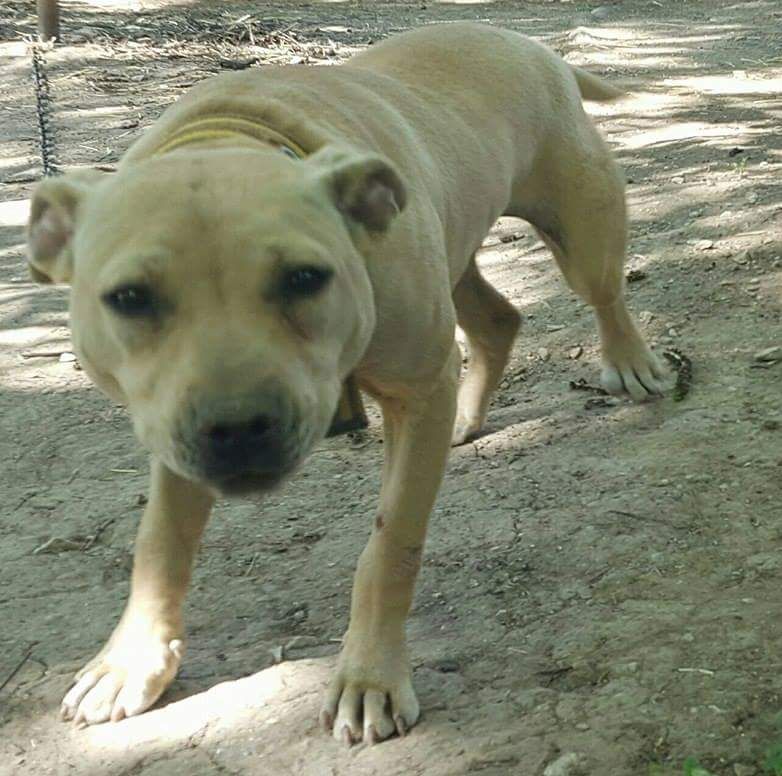 Photo of the dog
