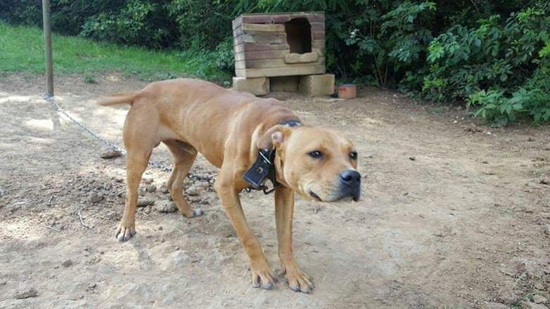 Photo of the dog