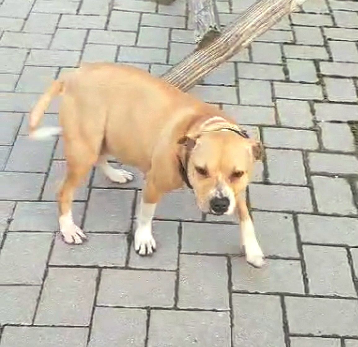Photo of the dog