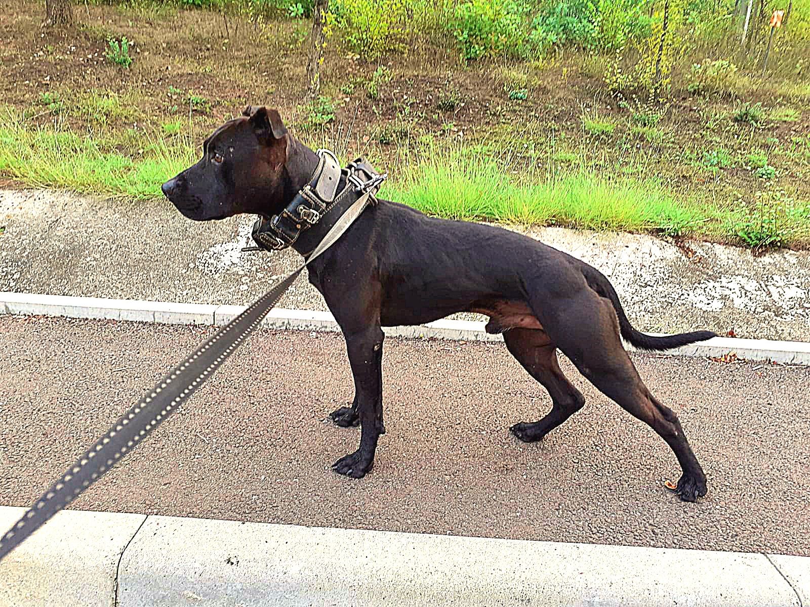 Photo of the dog
