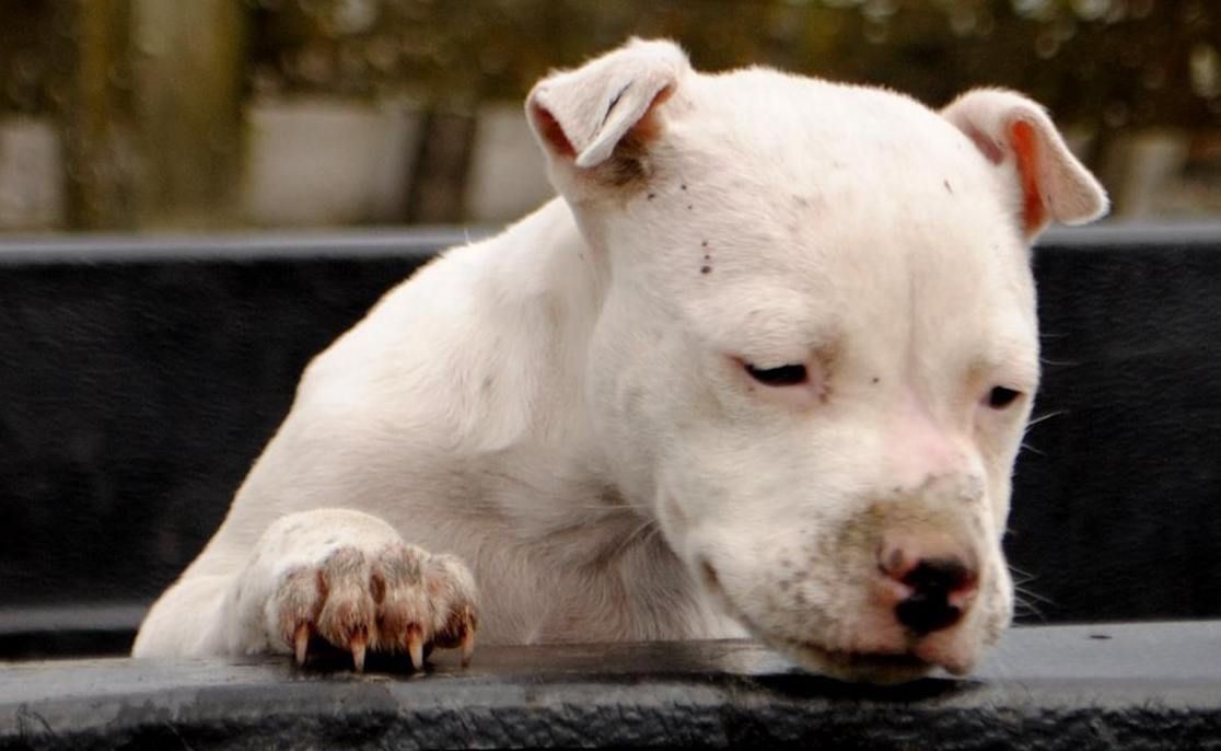 Photo of the dog