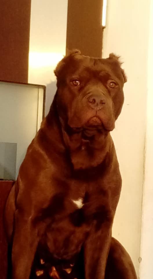 Photo of the dog