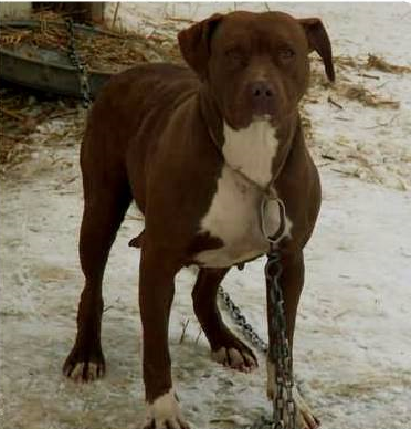Photo of the dog
