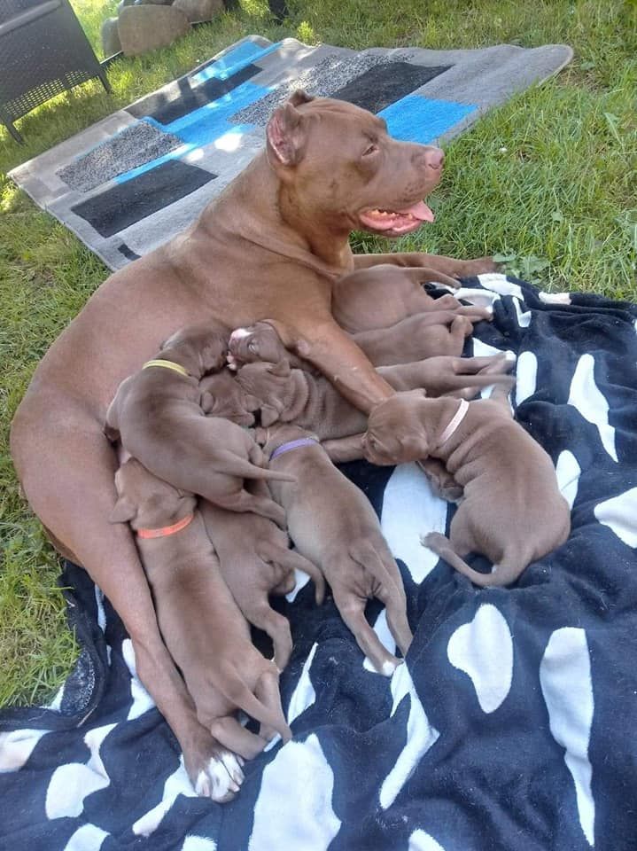 Photo of the dog