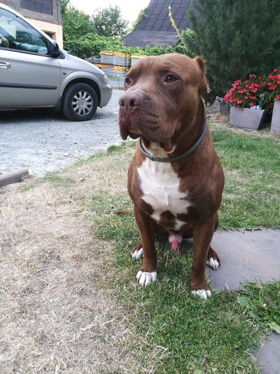 Photo of the dog