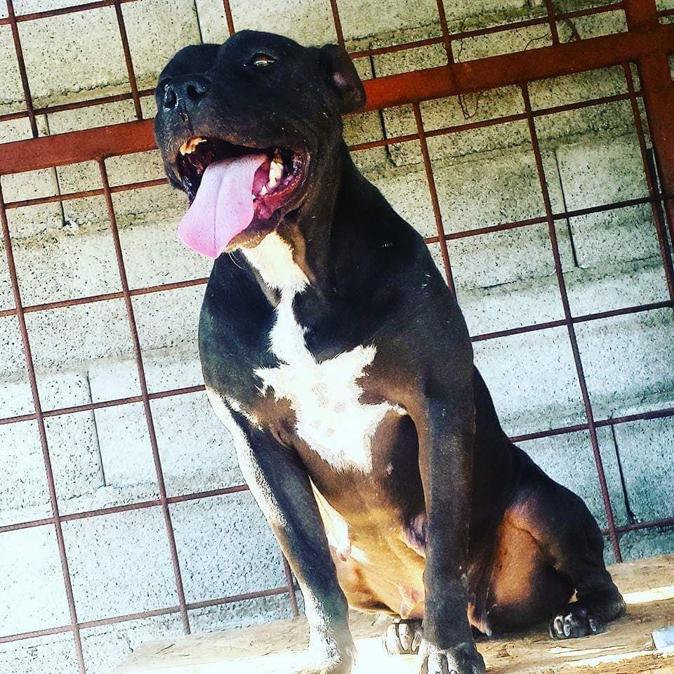 Photo of the dog