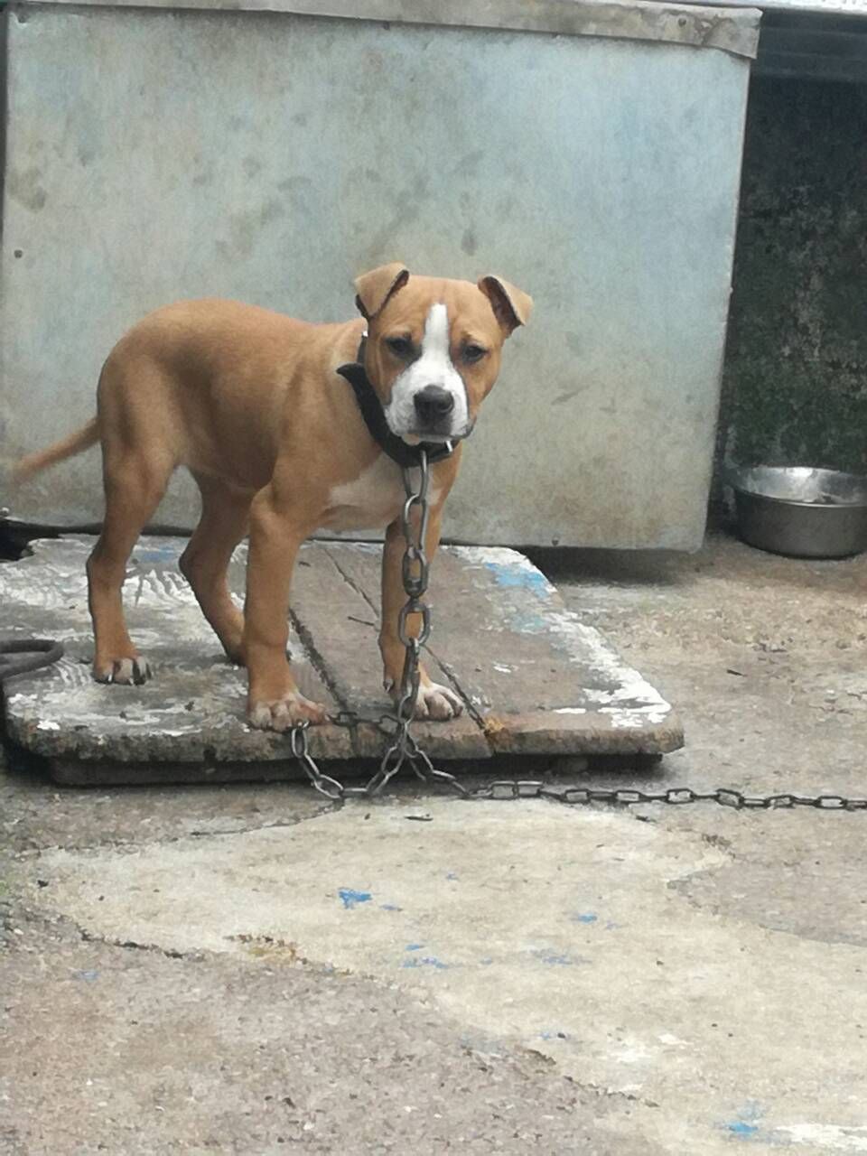 Photo of the dog