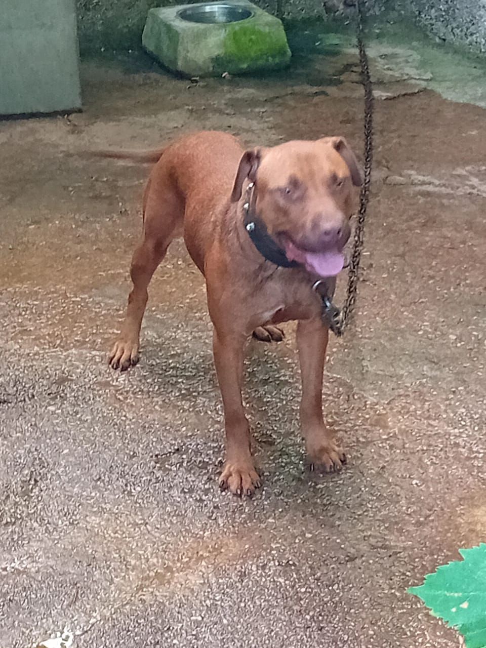 Photo of the dog