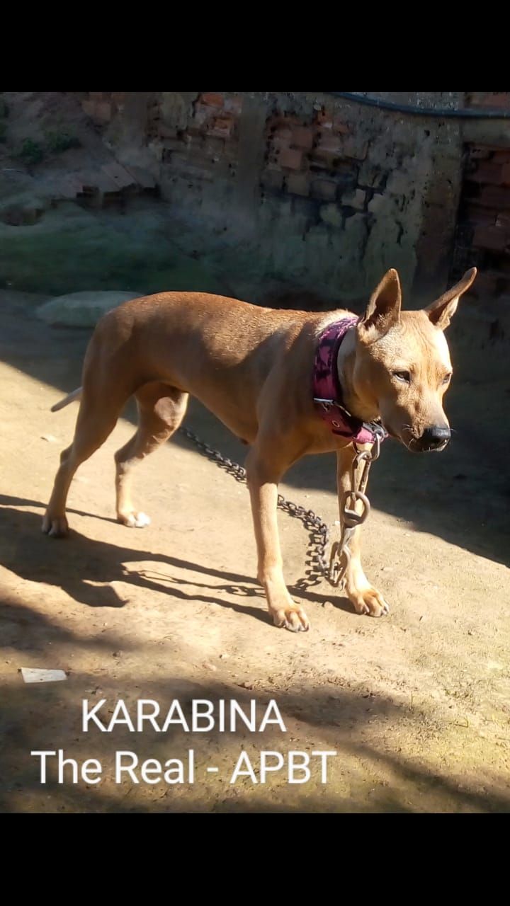 Photo of the dog