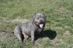Photo of the dog