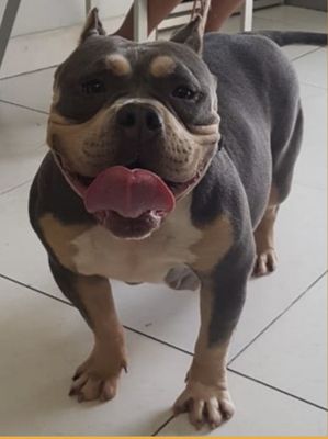 Photo of the dog