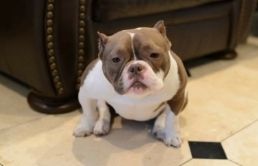 Photo of the dog