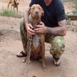 Photo of the dog