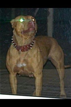 Photo of the dog
