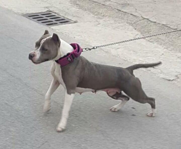 Photo of the dog