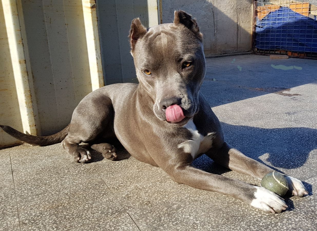 Photo of the dog