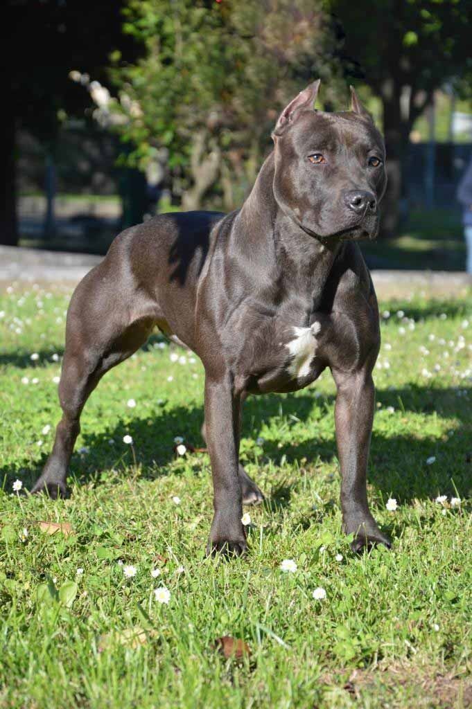 Photo of the dog