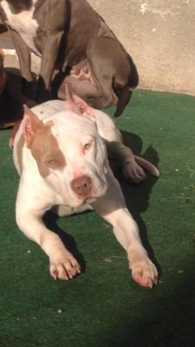 Photo of the dog