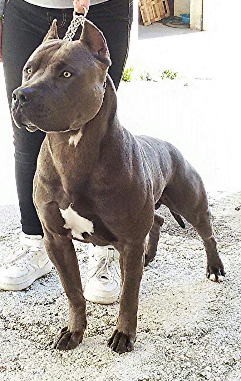 Photo of the dog