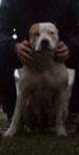 Photo of the dog