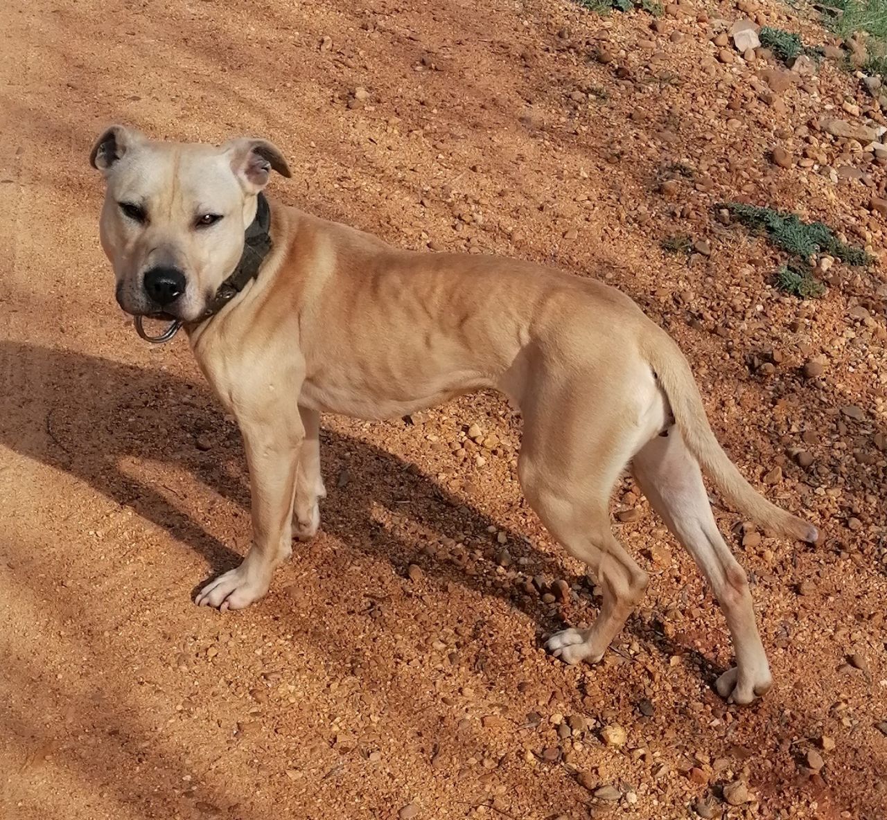 Photo of the dog