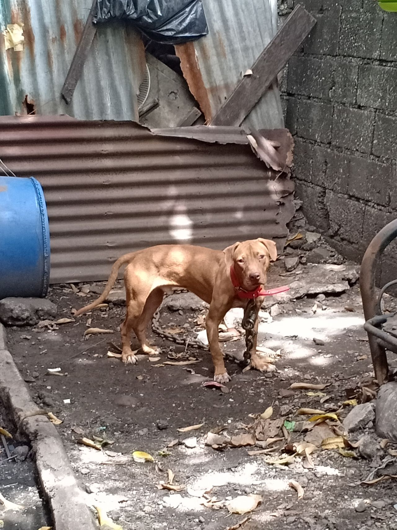 Photo of the dog