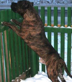 Photo of the dog