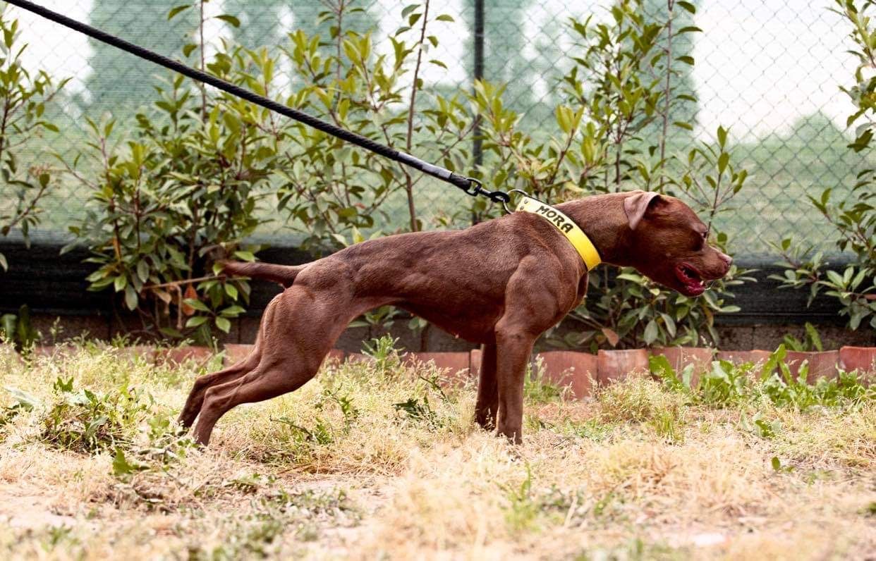Photo of the dog