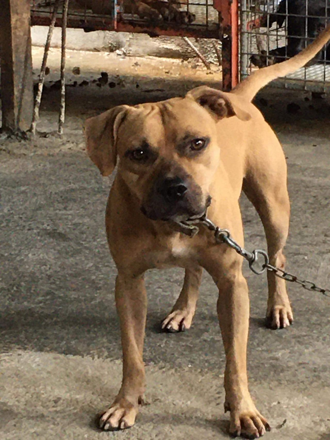 Photo of the dog