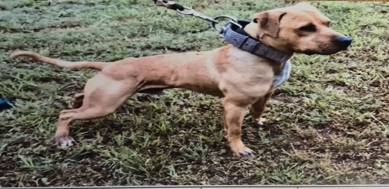 Photo of the dog