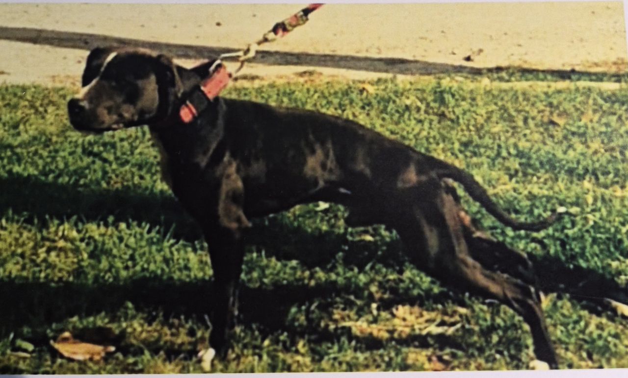 Photo of the dog