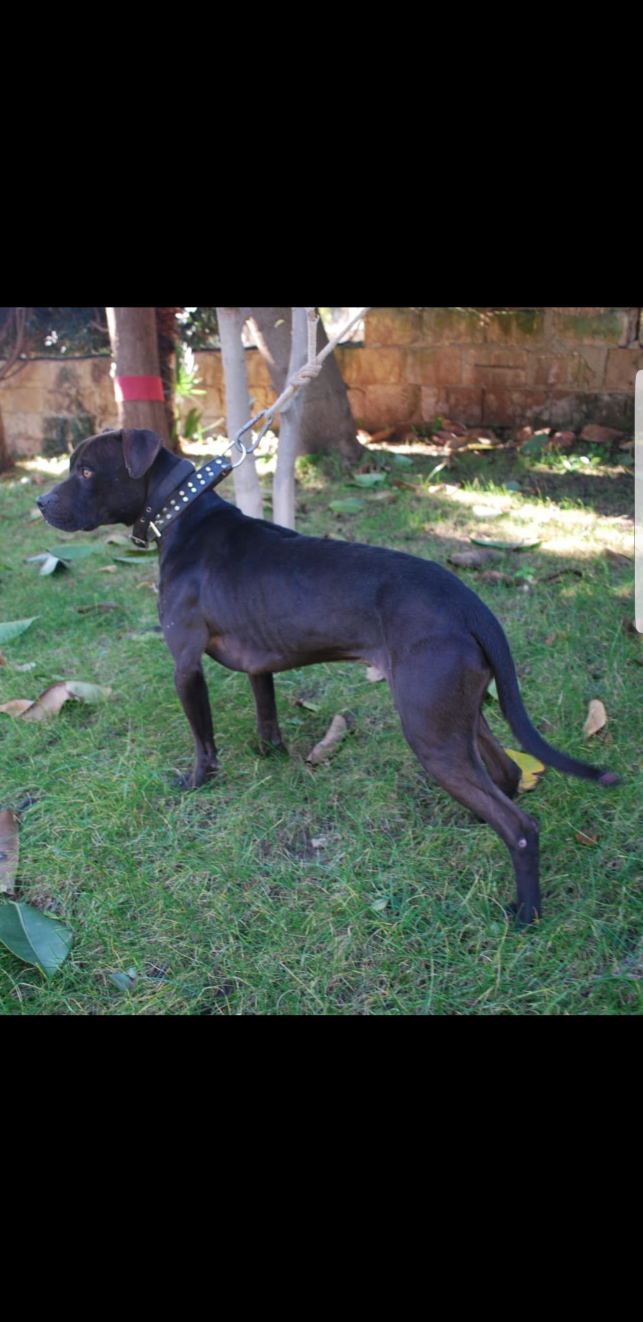 Photo of the dog