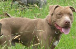 Photo of the dog