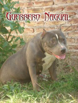 Photo of the dog