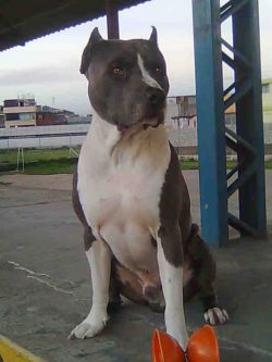 Photo of the dog