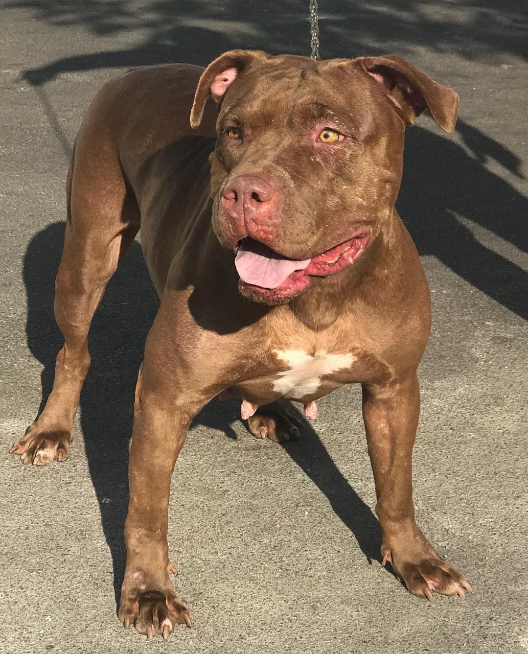 Photo of the dog