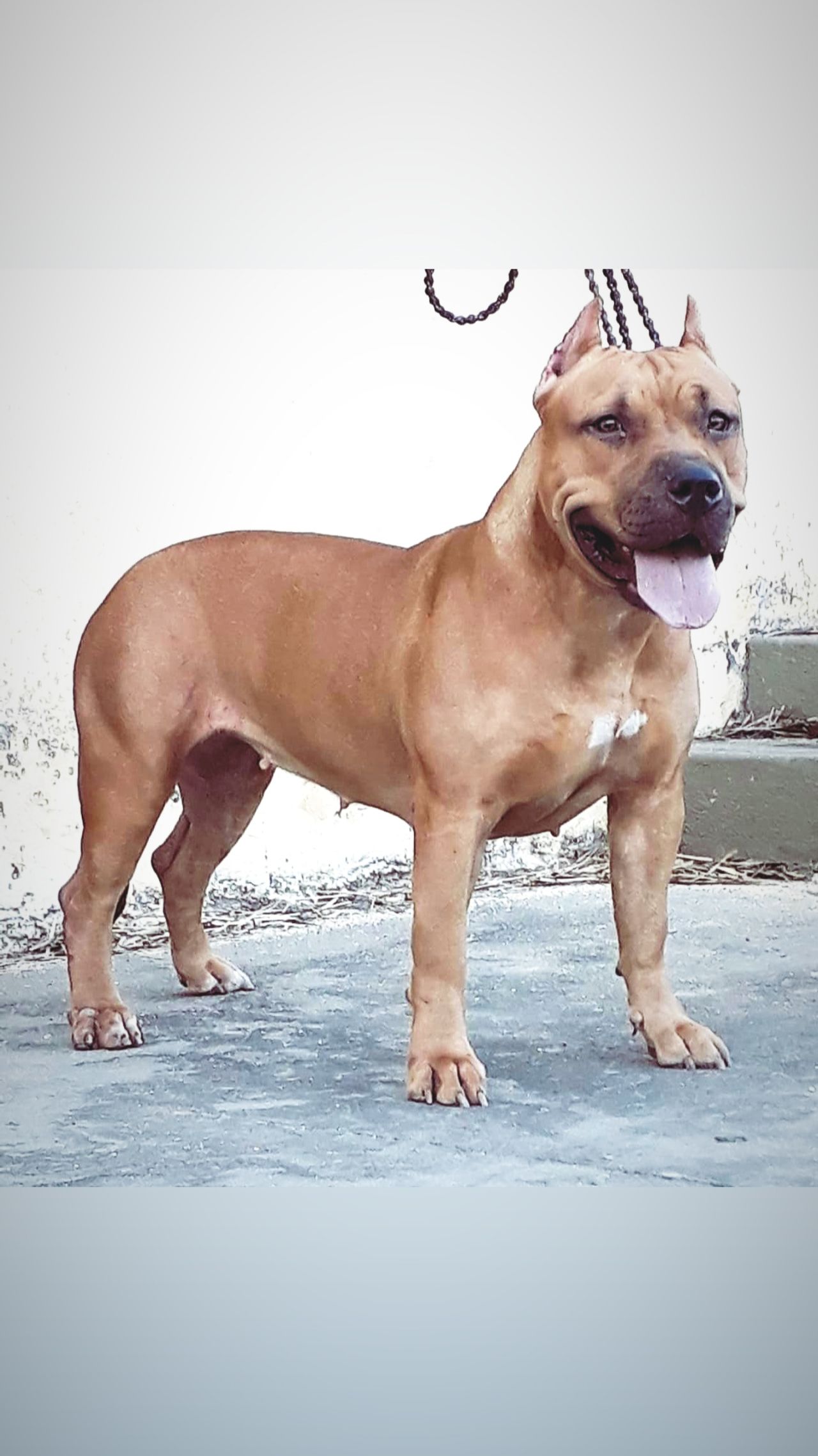 Photo of the dog
