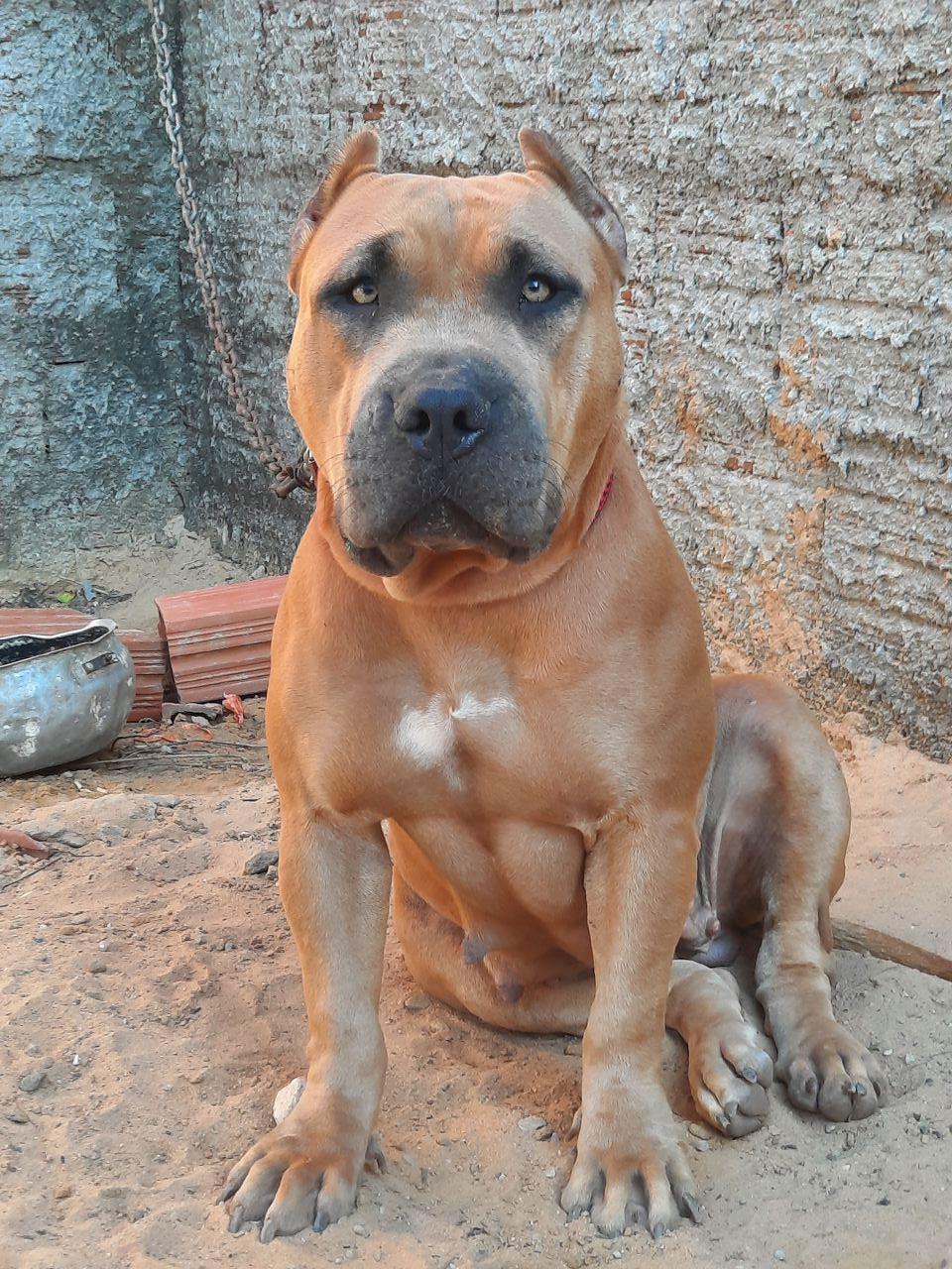 Photo of the dog