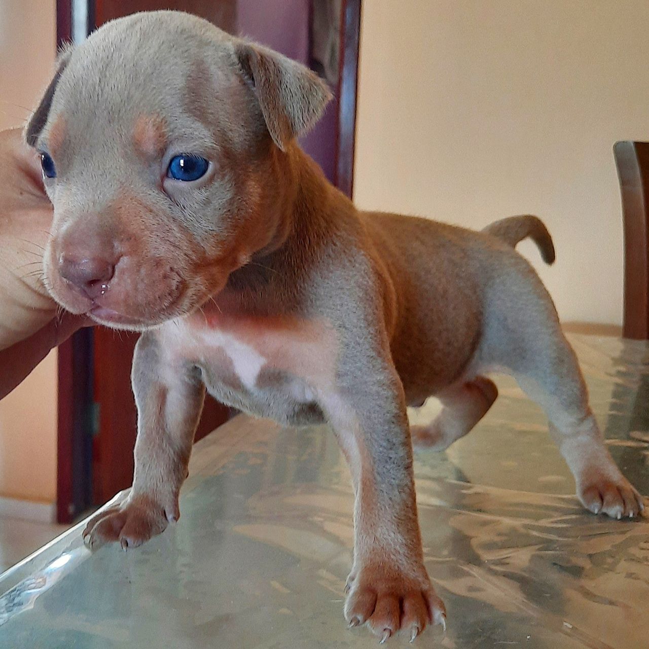 Photo of the dog