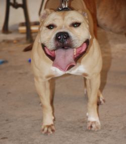 Photo of the dog