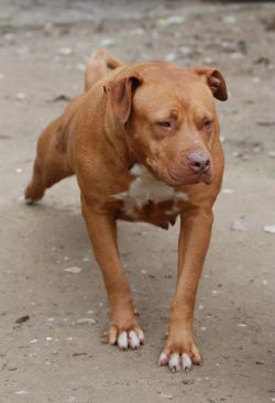 Photo of the dog