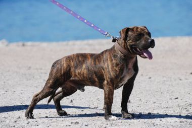 Photo of the dog