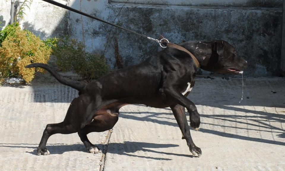 Photo of the dog