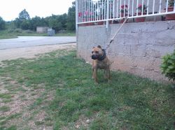 Photo of the dog