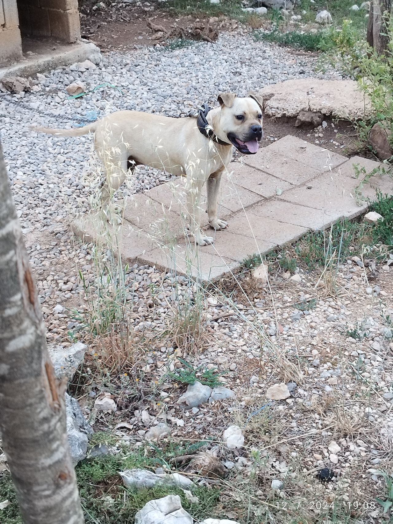 Photo of the dog