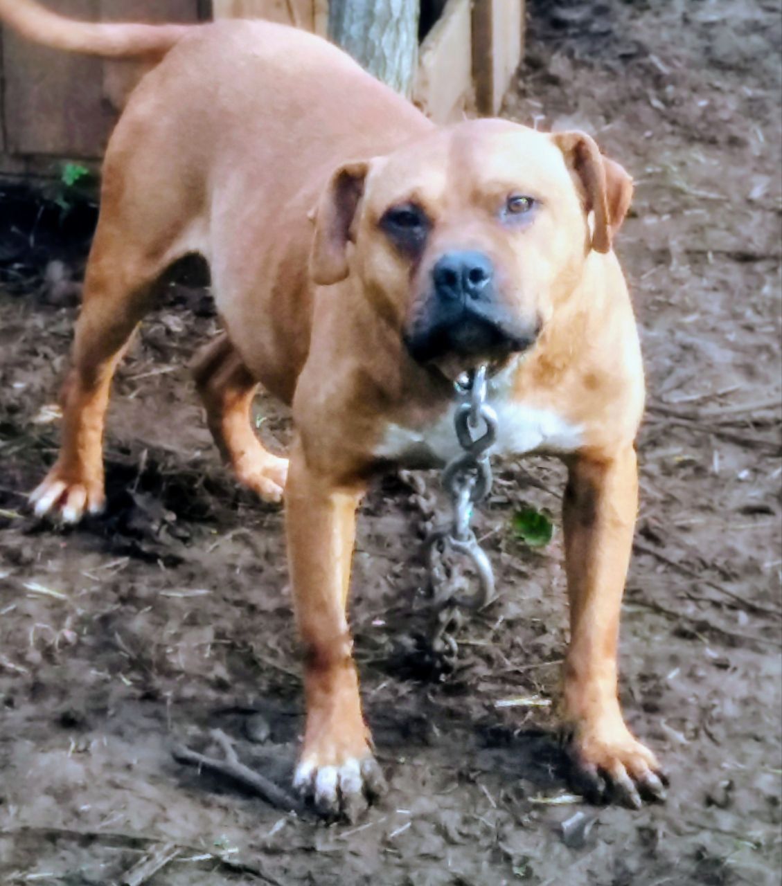 Photo of the dog