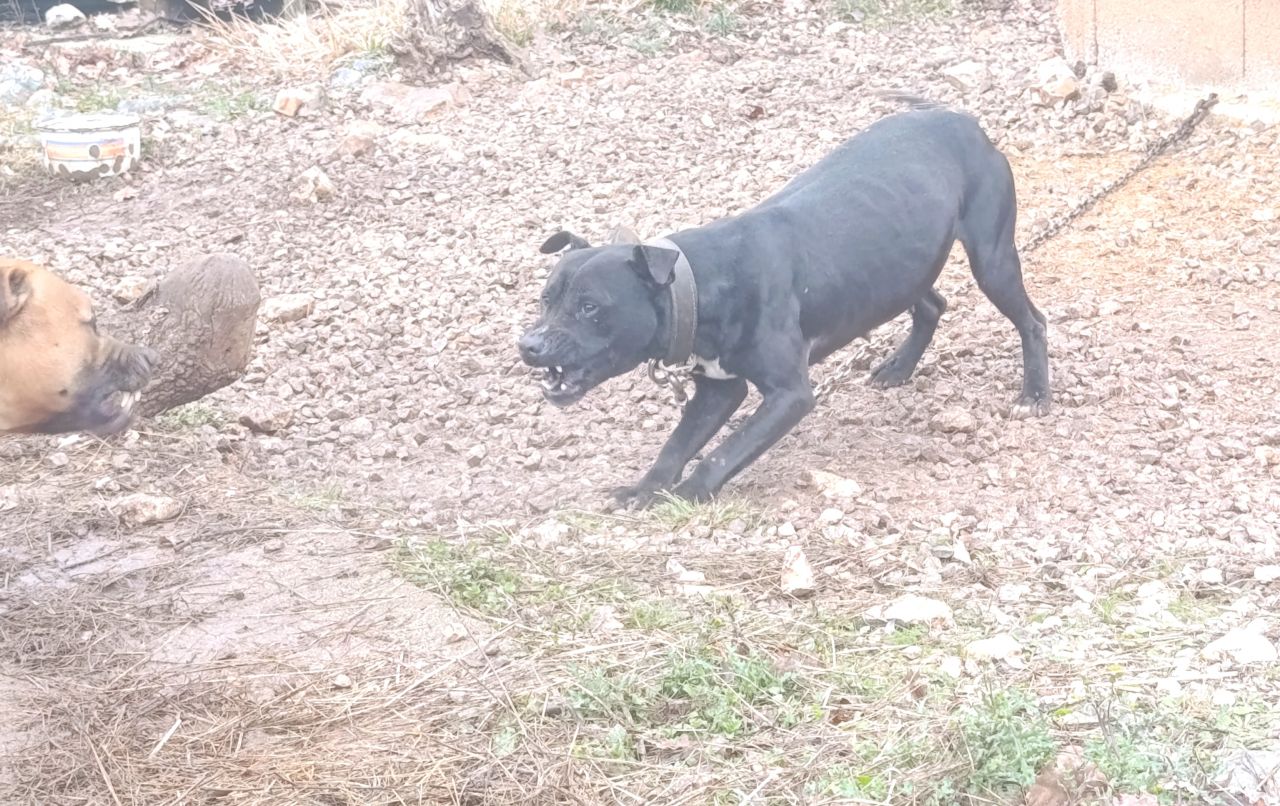 Photo of the dog