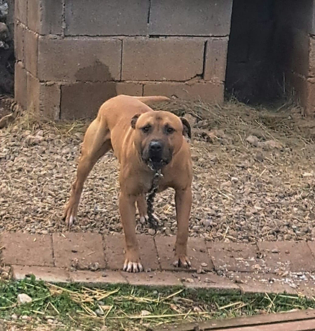Photo of the dog