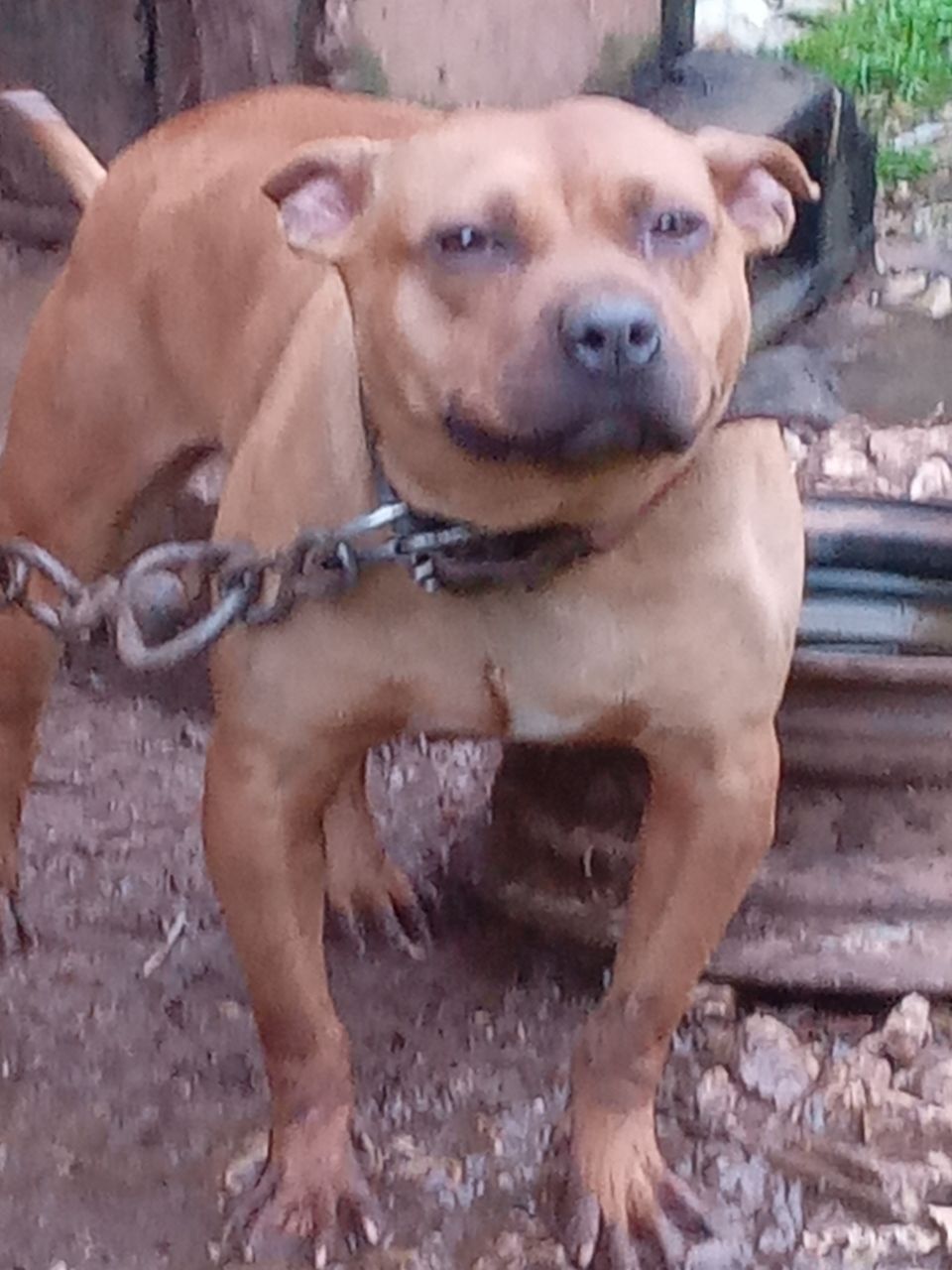 Photo of the dog