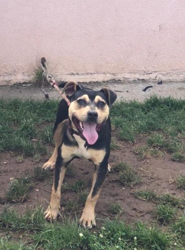 Photo of the dog